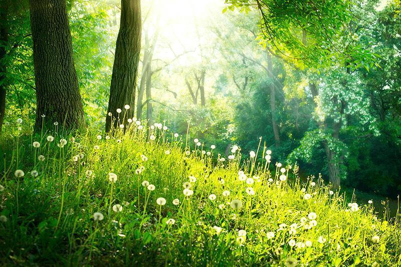 Green Forest in Spring – decorate with a wall mural – Photowall
