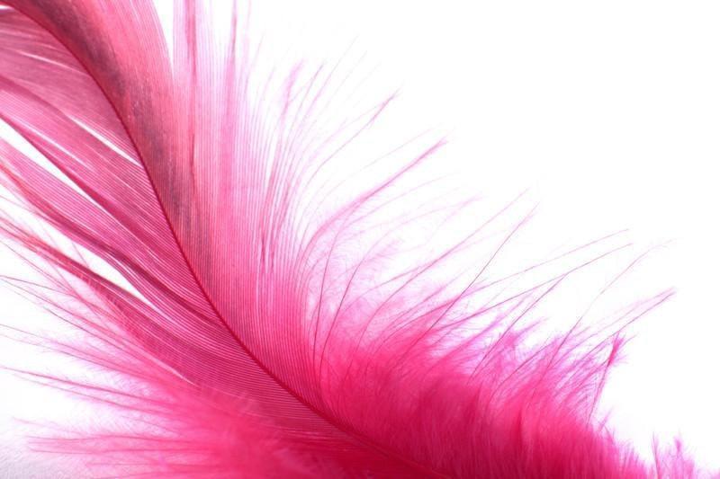 Wall Mural Pink feathers