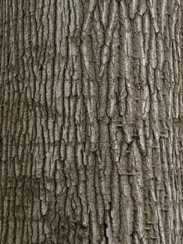 Drywall Texture- Tree Bark- Transform Your Walls & Ceilings