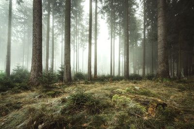 Autumn Sunrise in the Forest Wall Mural