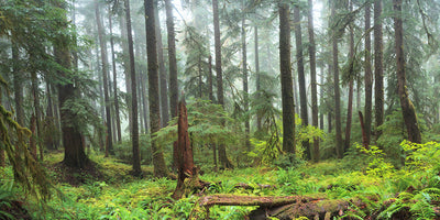 Hoh Panoramic Rain Forest Wall Mural