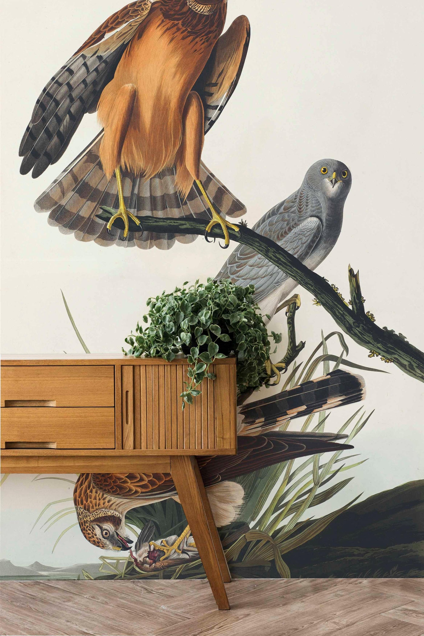 hawks birds wallpaper